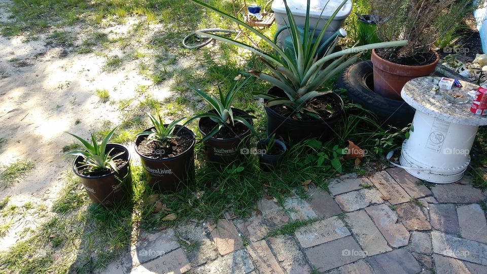 gardening pineapples