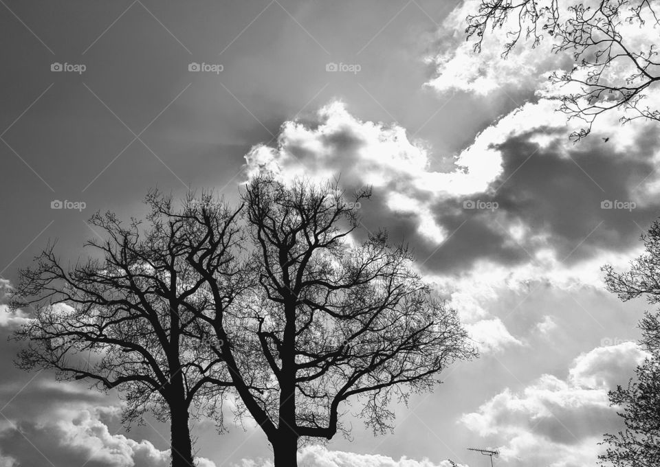 Tree Monochrome Capture Nature