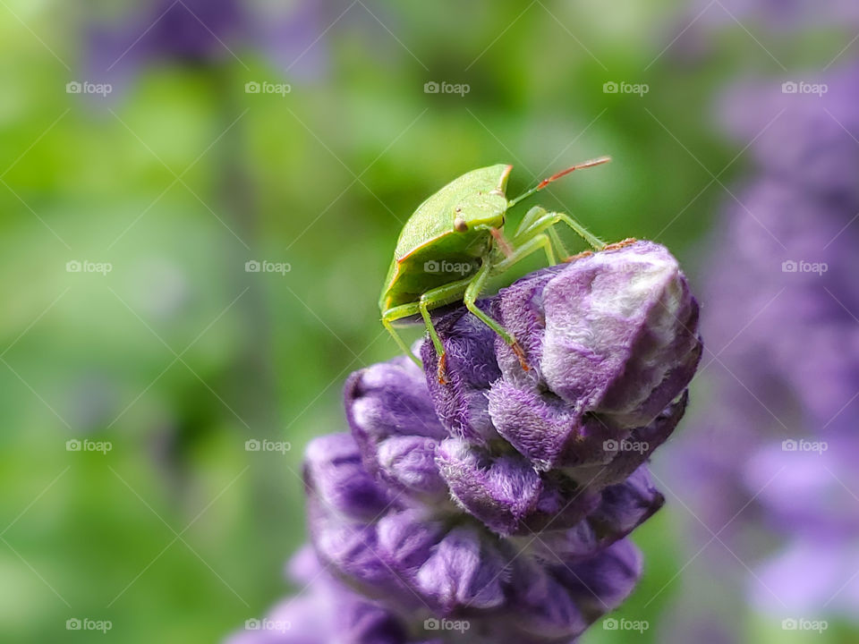 Bright lime green stink bug on a rich soft texture purple flower