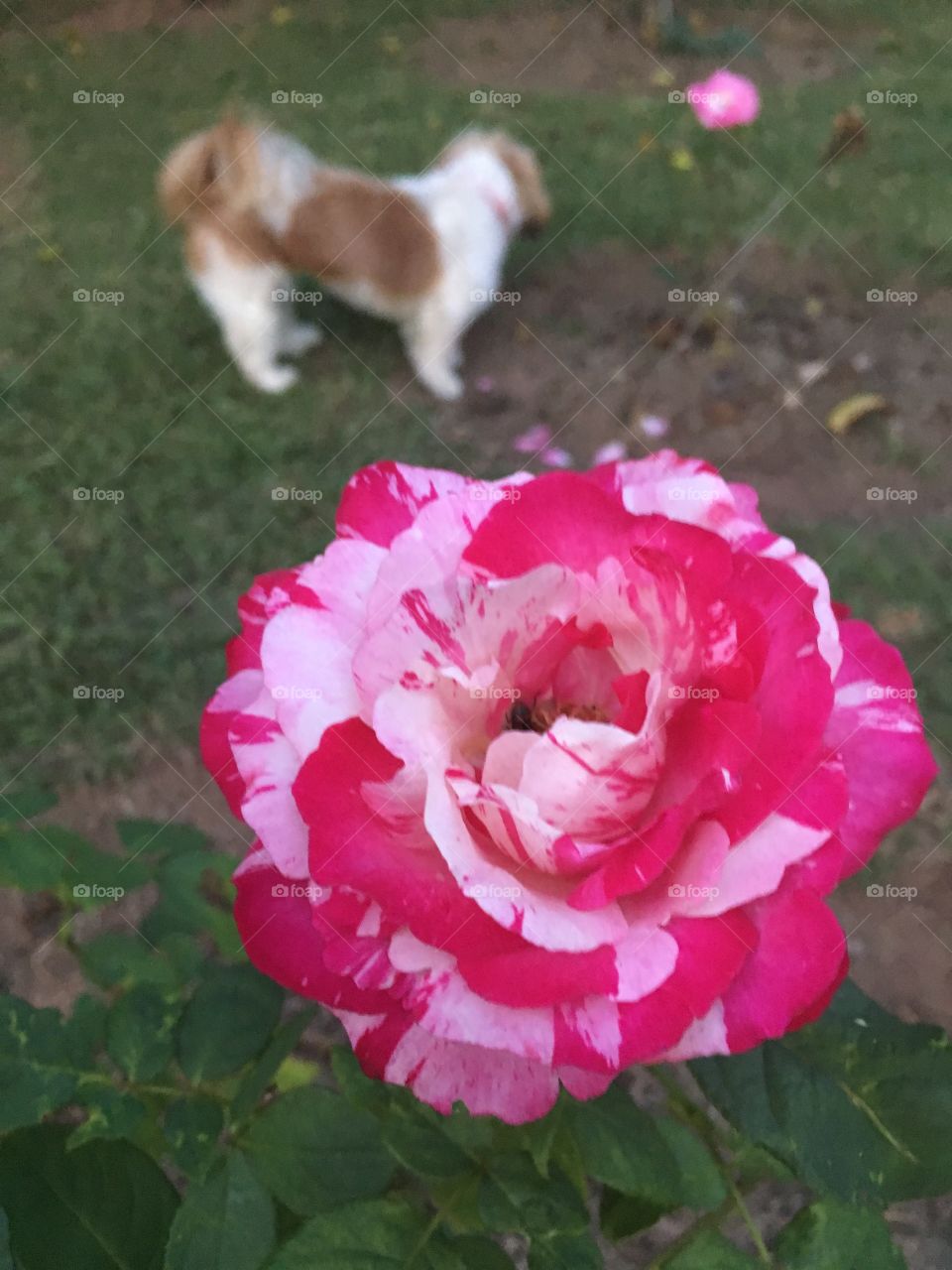 Flores do nosso jardim. Essa, Mesclada!