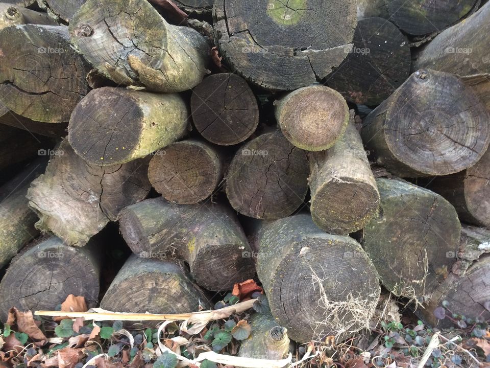 Wood pile
