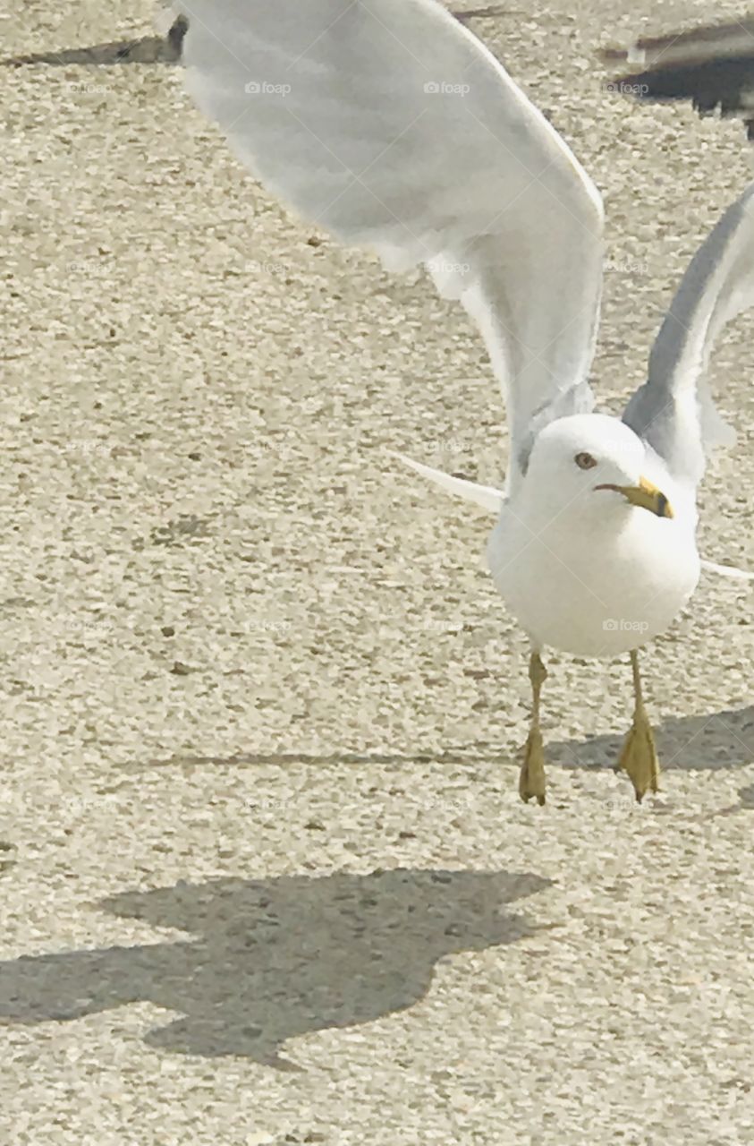 Seagull in a parking lot 