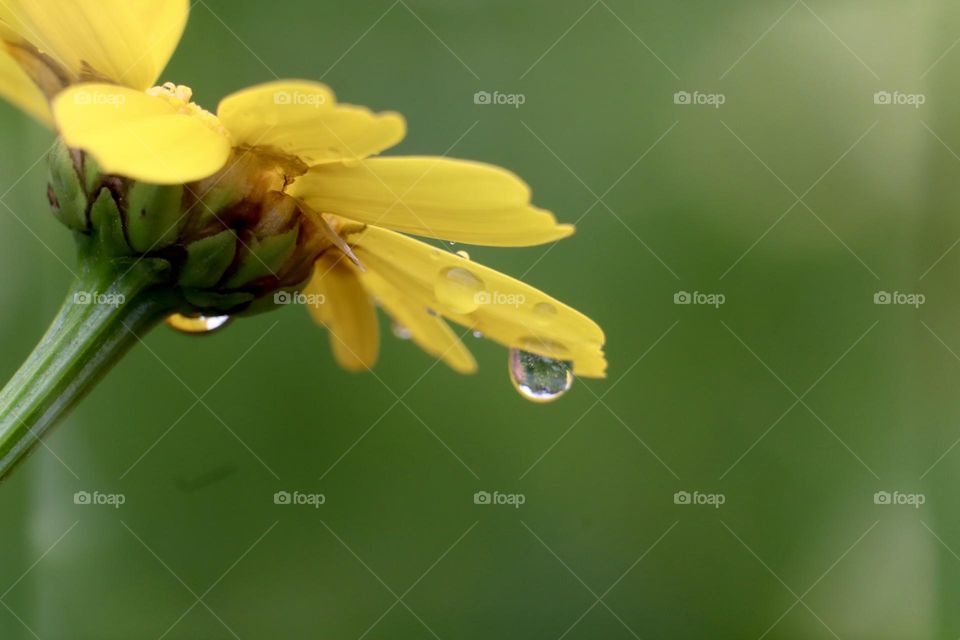 Blossom chrysanthemum with rain drops