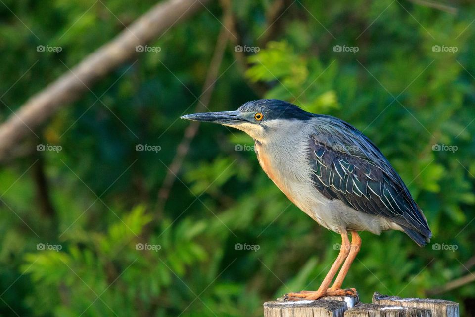 Beautiful and cute bird