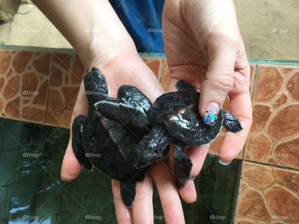 Little turtle at the woman's hands