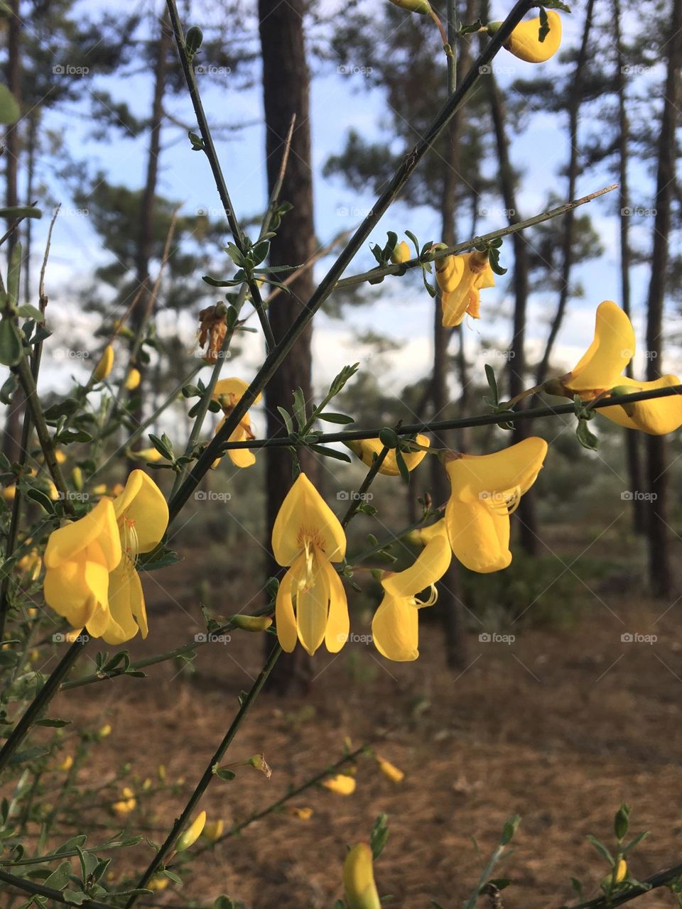 Yellow gorse in pines forest
