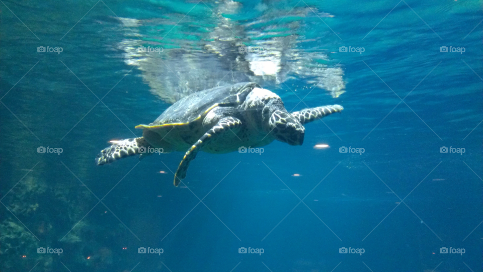 rotterdam aquarium blijdorp blue water sea by KathOnEarth