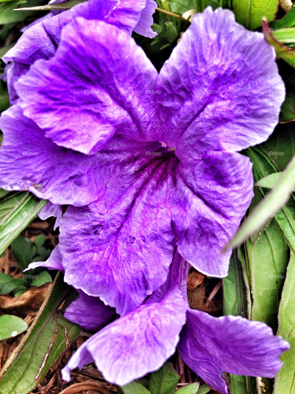Purple passion. Purple flower