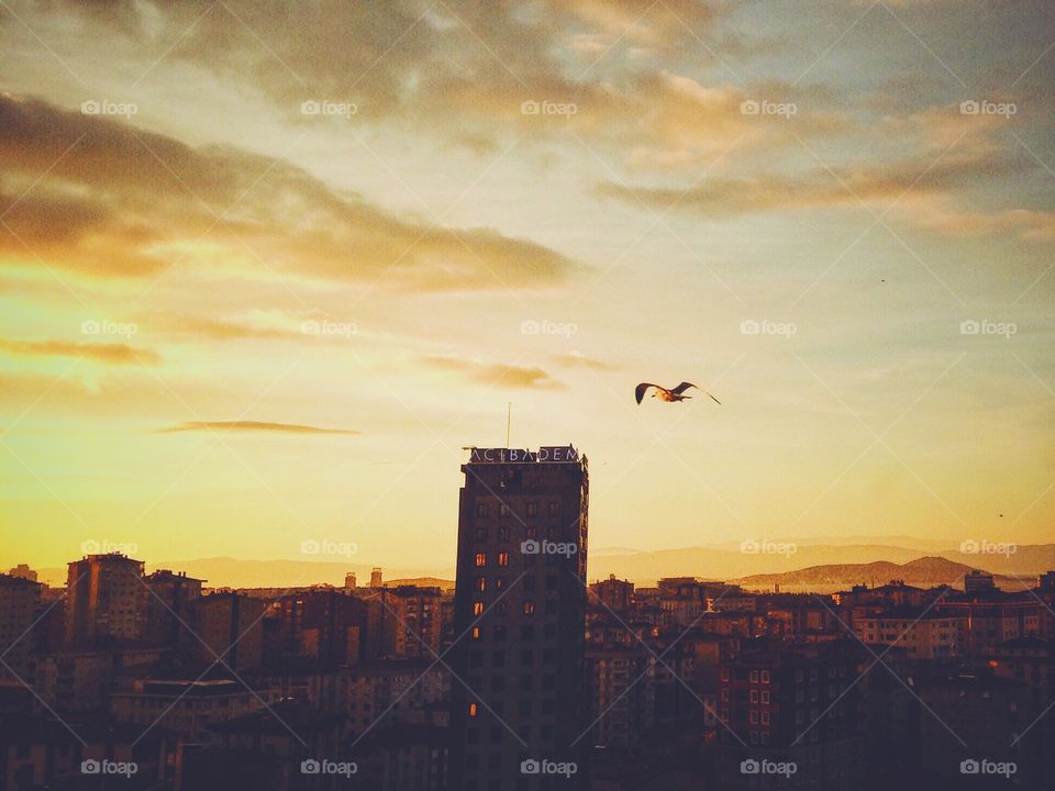 Bird at sunset in Istanbul 