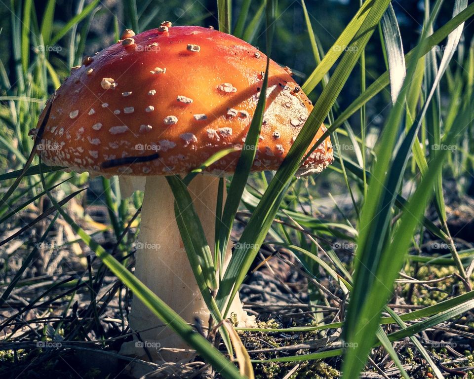 Mushroom in Alaska’s Denali National Park 