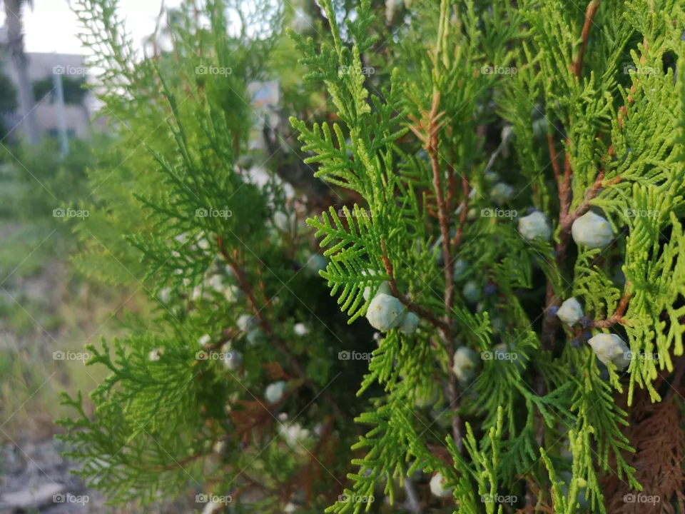 plants