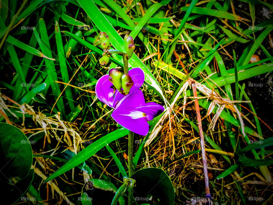 Flower in beautiful violet colour surrounded by green grass. This flower is very rare. It grows mainly in tropical island.