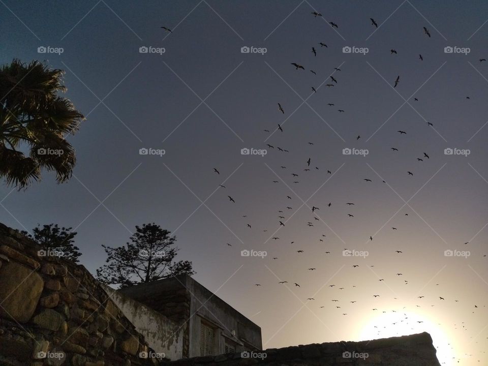 stone house and seagulls