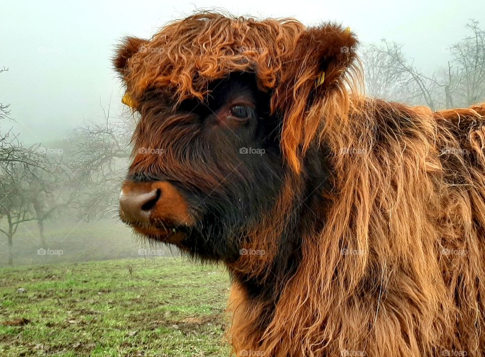 Schottisches Hochlandrind