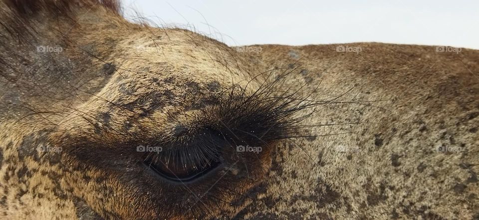 camel's eye at essaouira city in Morocco.