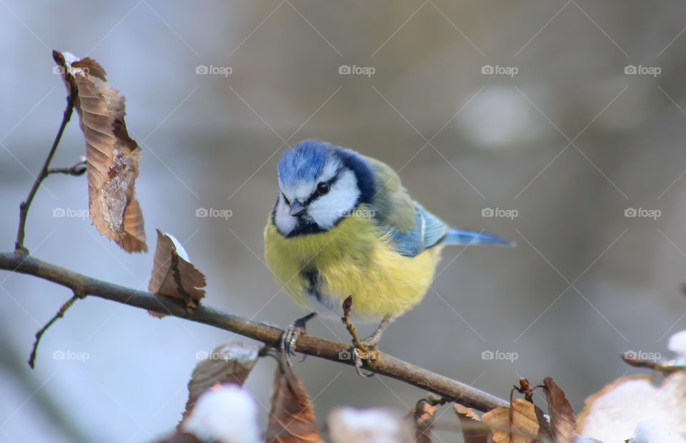 Bluetit bird