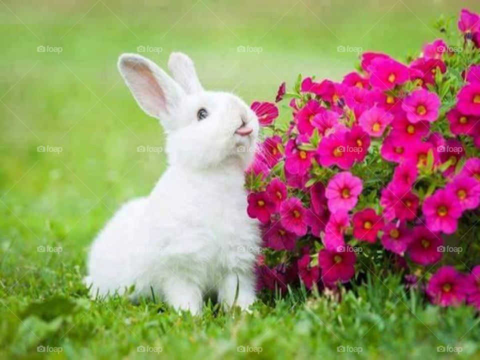 Cute Natural Rabbit photo