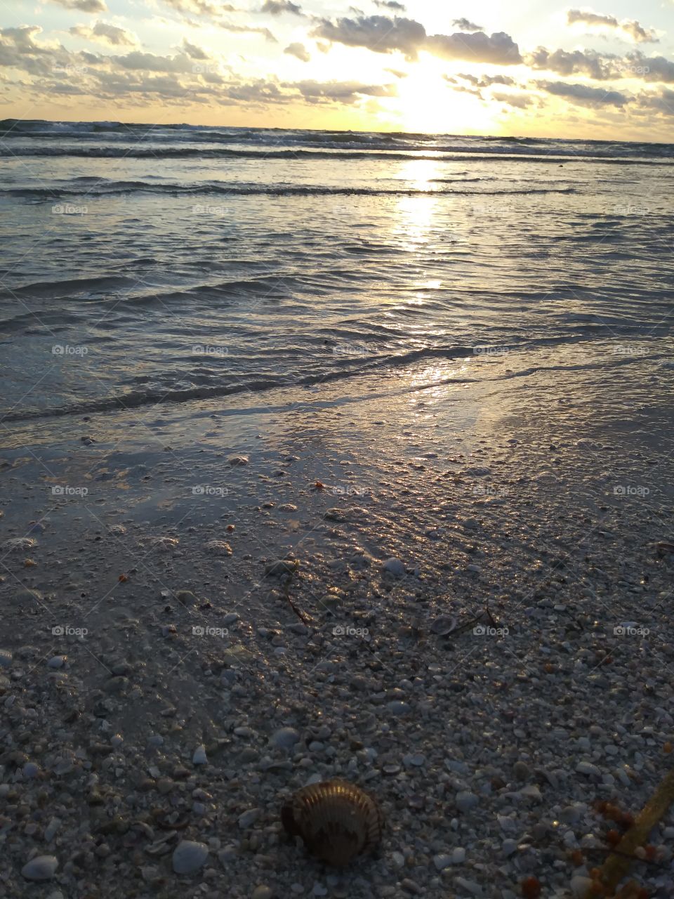 sunset and seashells