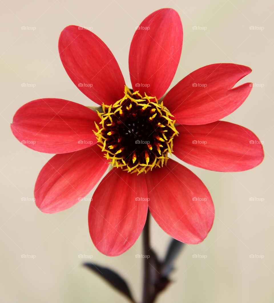 Red flower background 