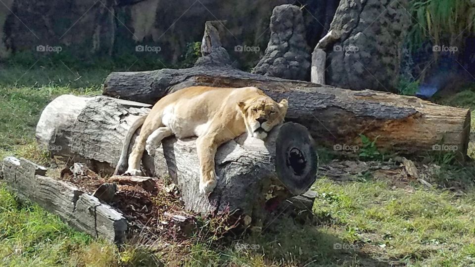 tired lioness taking a nap in the fall sunshine on a log