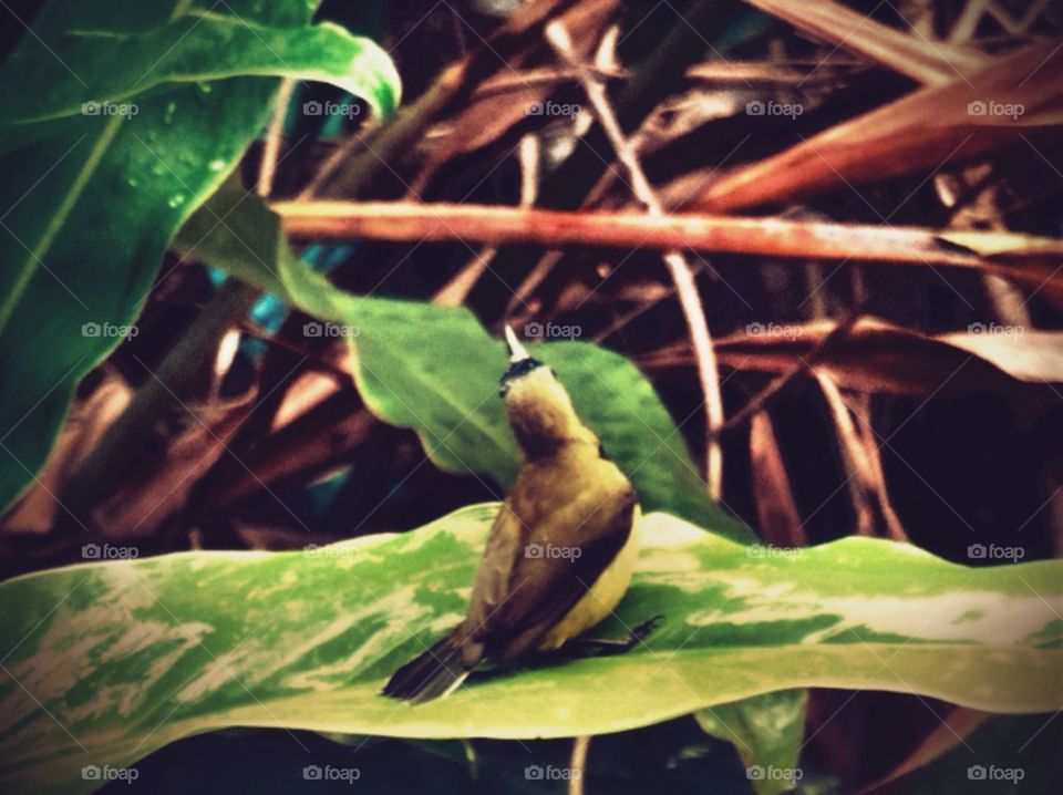 Bird on a leaf