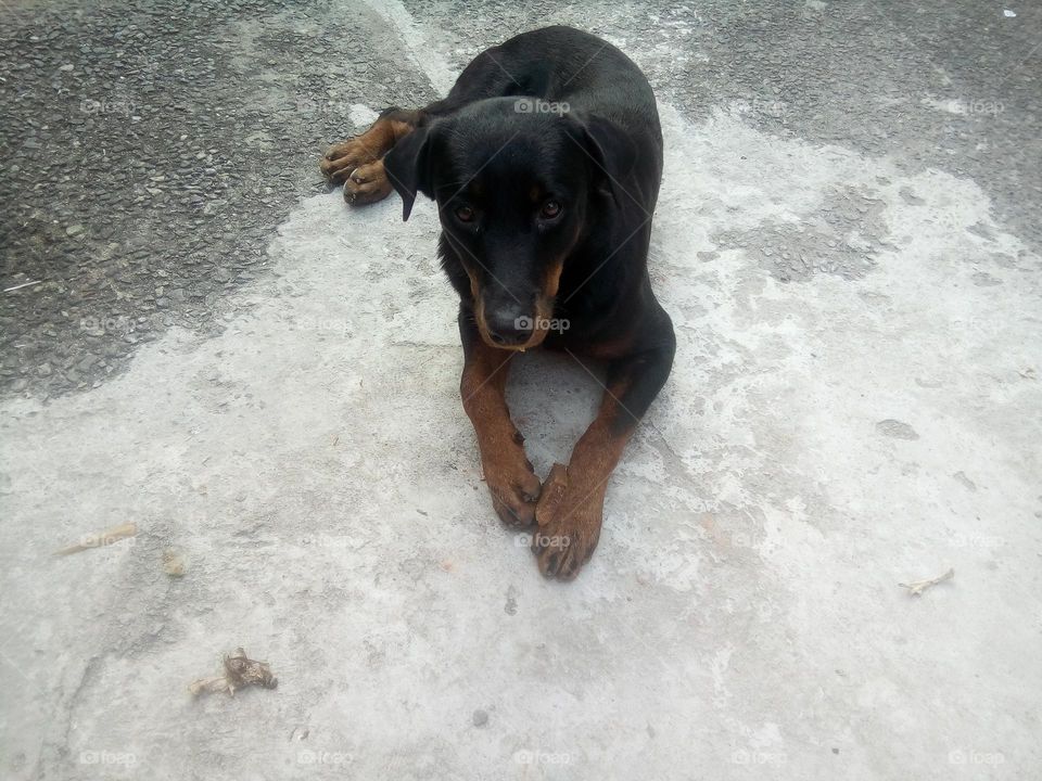 Hottwailler dog lying down