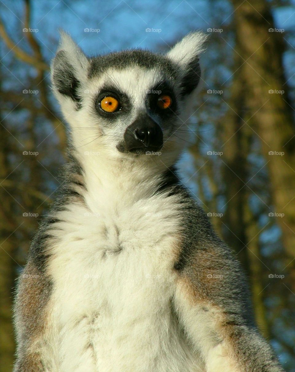 ring-tailed lemur