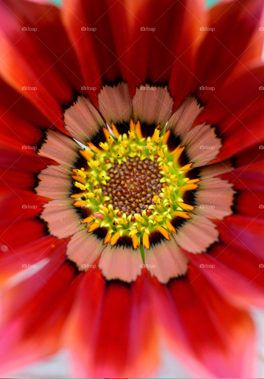 Extreme close-up of red flower