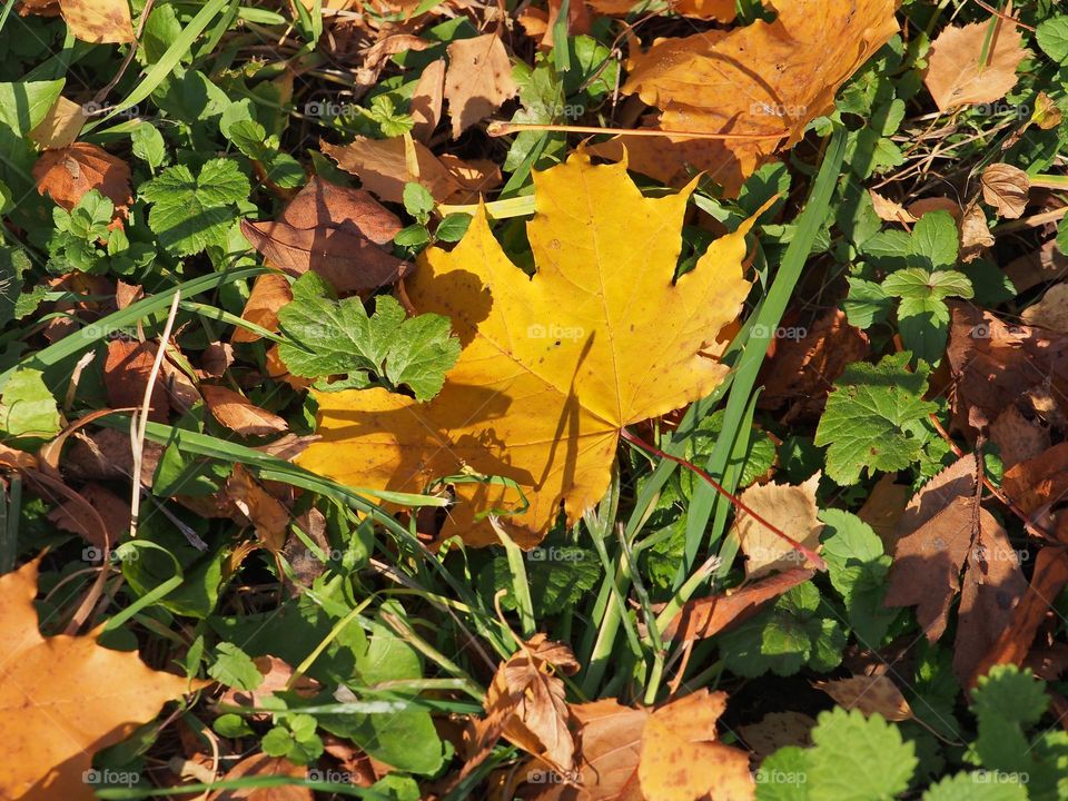 Fallen autumn leaves of trees lie on the grass.