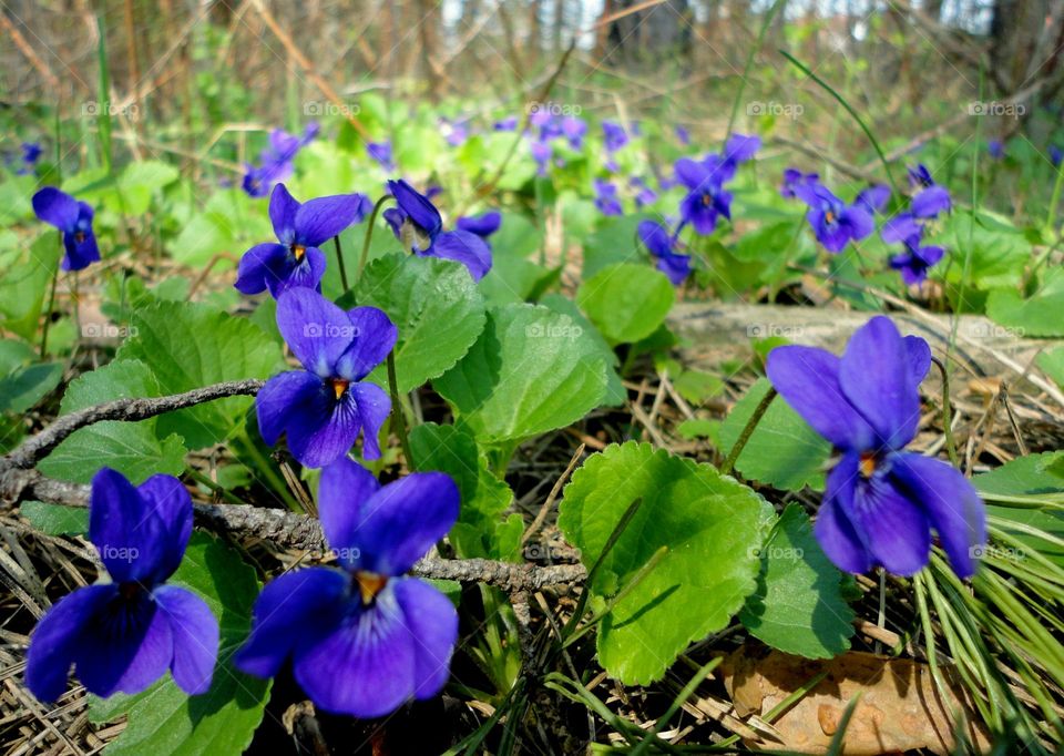 spring flowers growing in the ground in forest