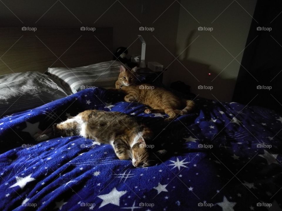 Cats laying down and sleeping in bed.