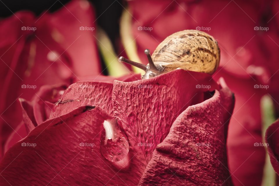 Tiny snail on a red rose