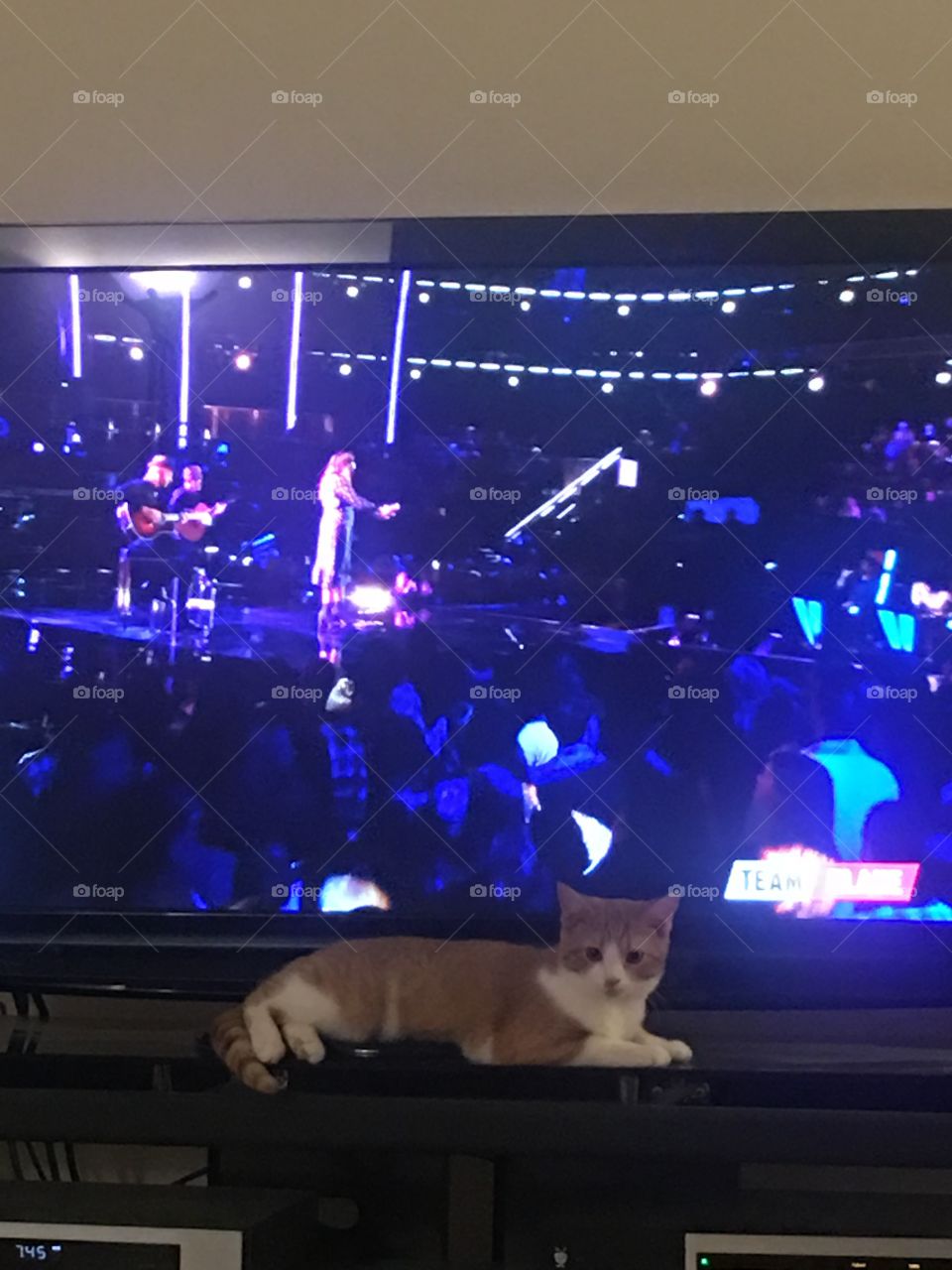 Cat in front of tv