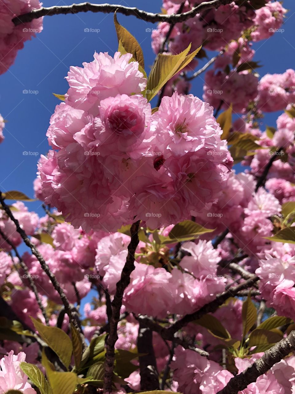 Close up with the pretty Cherry flowers 🌸🍒