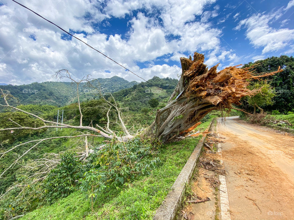 Caida de árbol carretera colombiana 