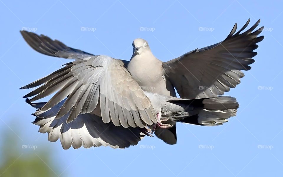 love birds in the sky