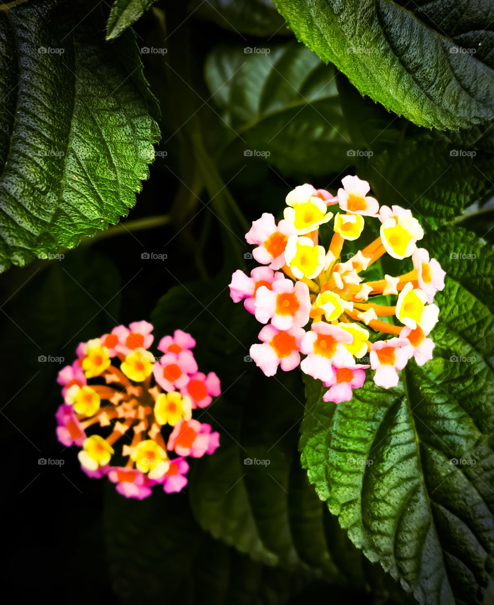 a forest flower crown colourful lovely wallpaper background pink green natural nature yeallow red white photography business really rear view close-up kolkata bengal india.