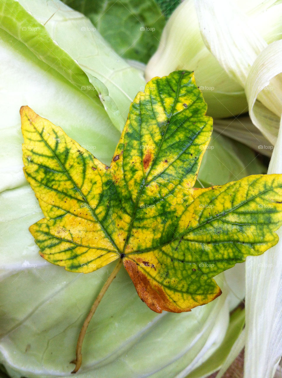green yellow united kingdom leaf by emmam
