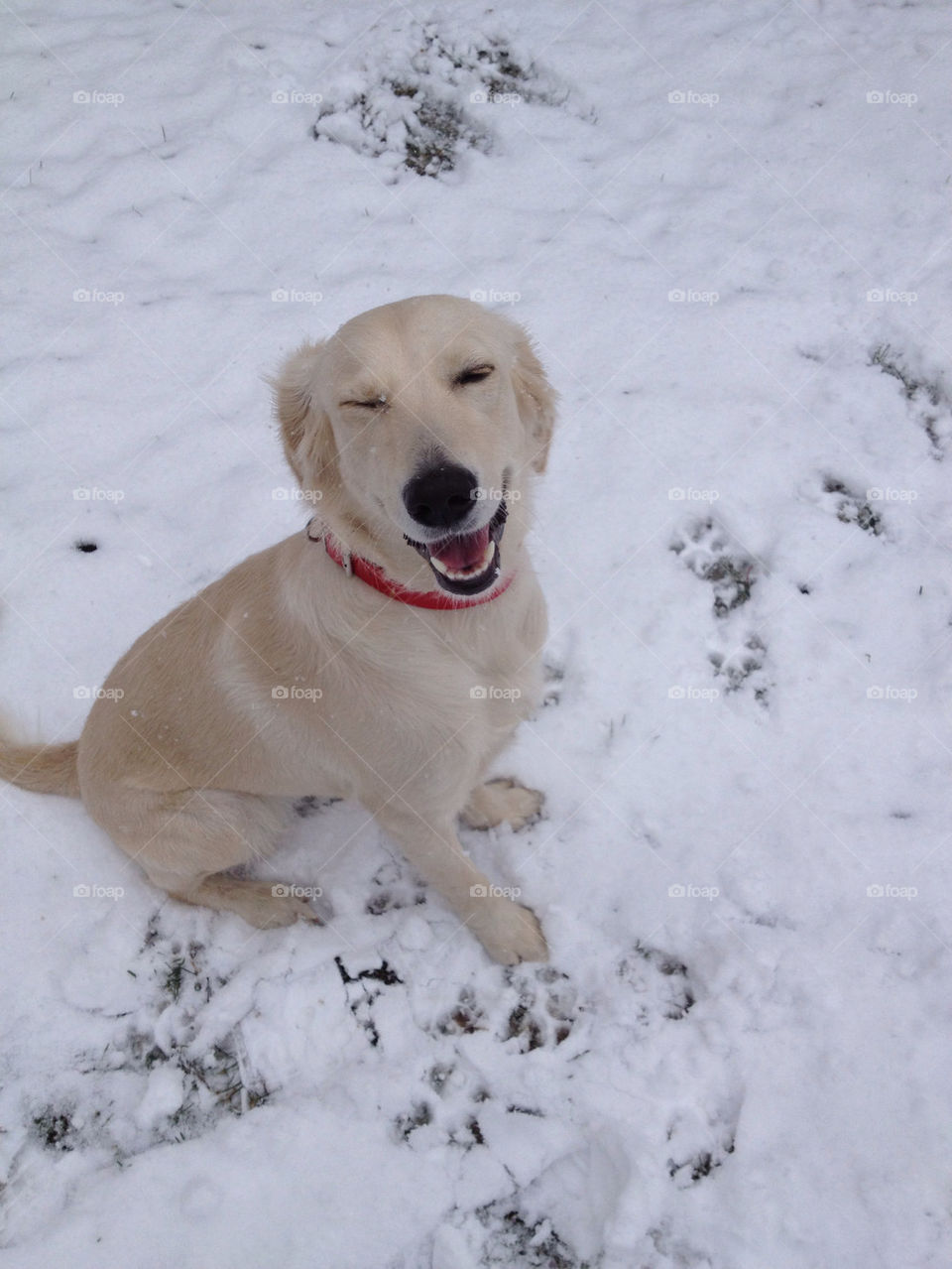snow winter dog fun by ebruertek3