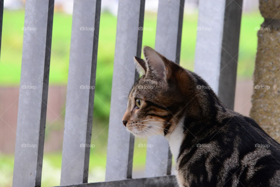 Close-up of cat