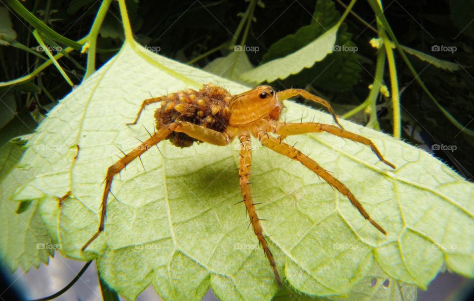 Spider with babies 