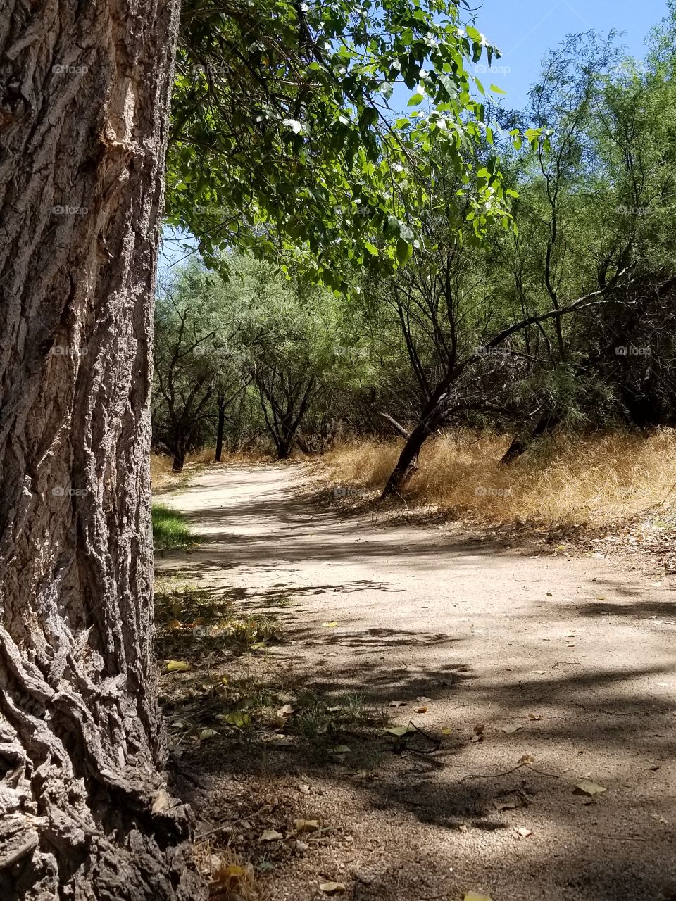 park pathway around the small lake. mature trees and wildlife abound