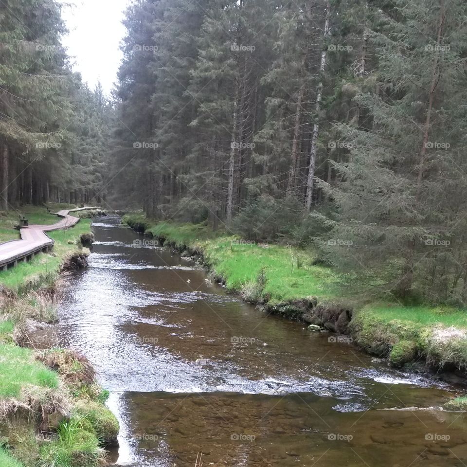 Hafren Forrest in mid Wales,  beautiful and calm