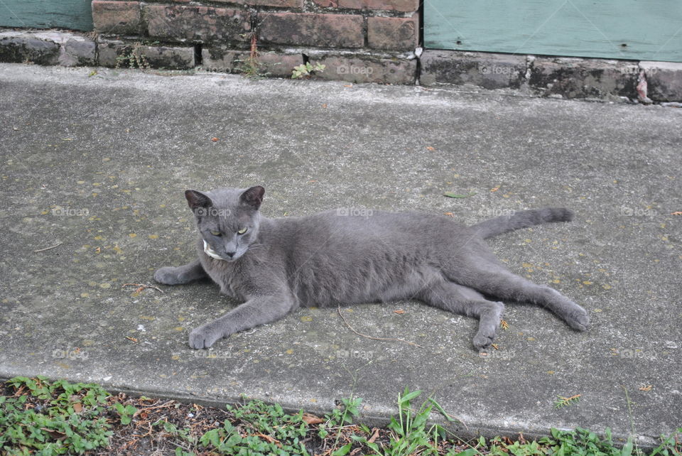 Grey cat laying on the street