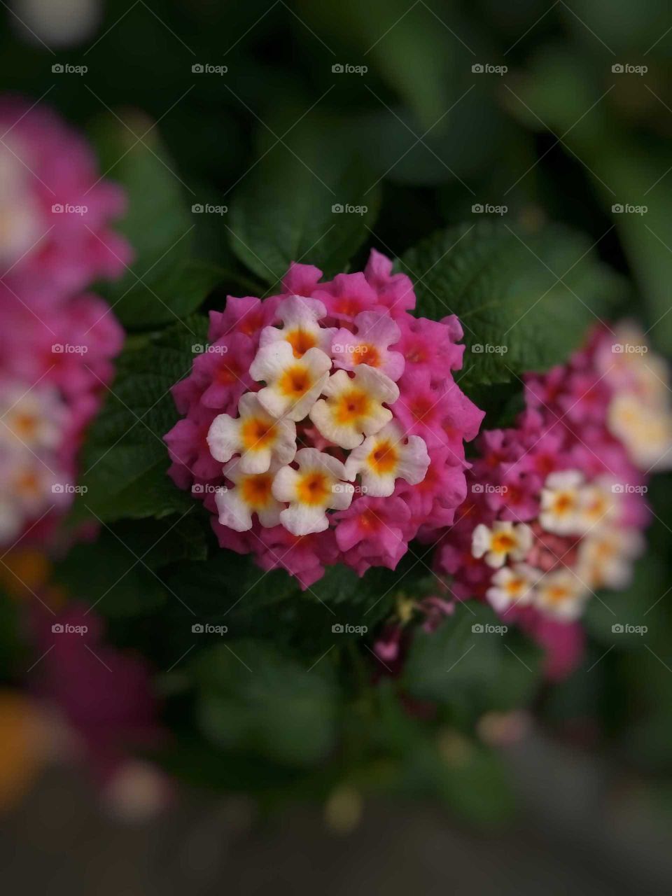pink shades
Lantana camara
flower