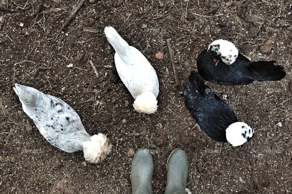Feeding the chickens