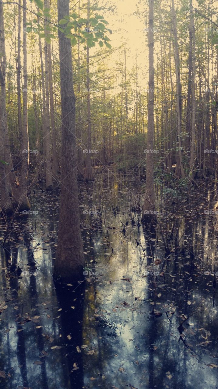Georgia Swamp