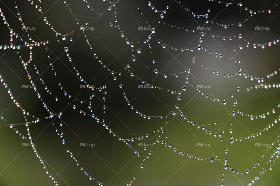 Spider, Spiderweb, Cobweb, Trap, Arachnid