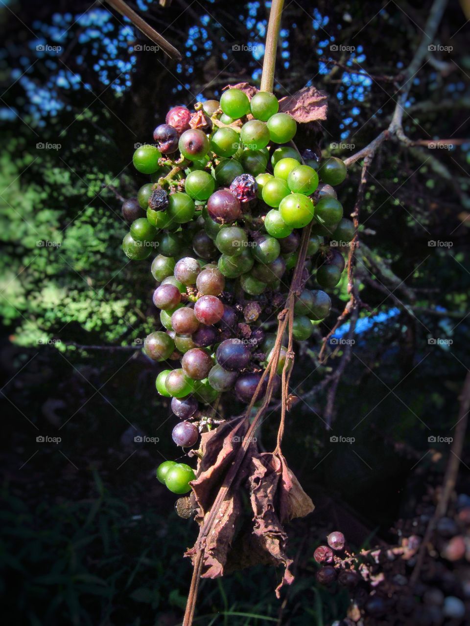 little bunch of wild grapes hanging on the vine outdoors