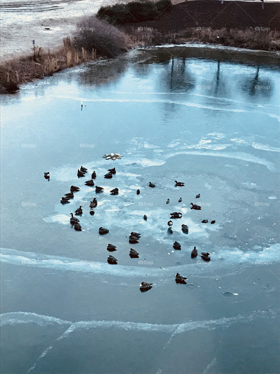 Frozen Ducks on a Pond